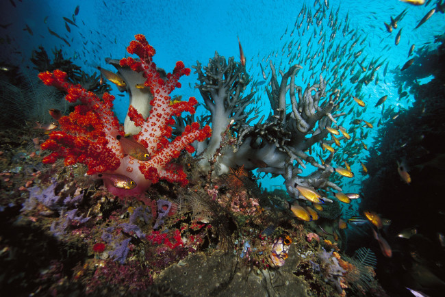 Обои картинки фото животные, рыбы, коралы, рыбки, водоросли