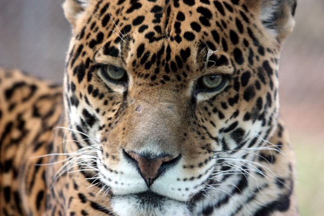 Обои картинки фото животные, Ягуары, морда, крупным, планом, ягуар, серьёзный, взгляд