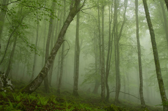 Картинка природа лес папоротники туман