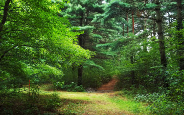 Картинка природа лес зелень тропинка