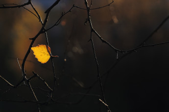 Картинка природа листья ветка осень макро