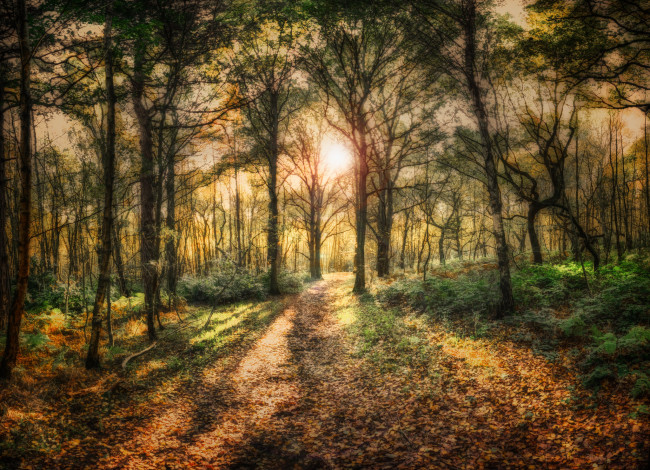Обои картинки фото природа, лес, осень, свет, тропинка, листва