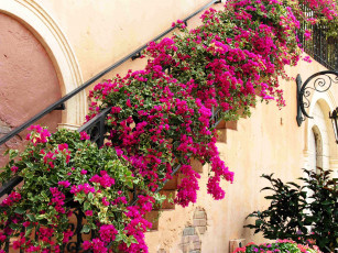 Картинка цветы бугенвиллея фасад