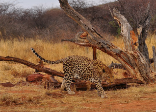 Картинка животные леопарды леопард саванна