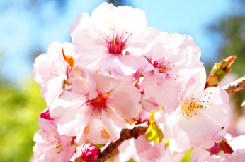 Картинка цветы сакура +вишня макро яркие розовые весна