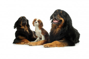 Картинка животные собаки трио
