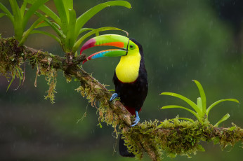 Картинка животные туканы радужный тукан птица дождь ветка джунгли