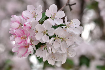 Картинка цветы цветущие+деревья+ +кустарники нежность лепестки цветение ветка весна