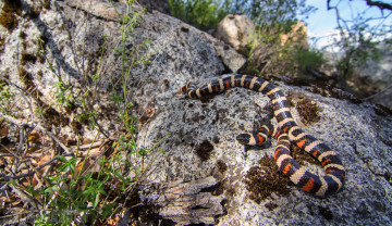 Картинка sierra+mountain+kingsnake животные змеи +питоны +кобры королевская змея