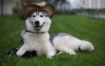 Картинка животные собаки собака пёс лайка шляпа фотоаппарат лежит охраняет трава