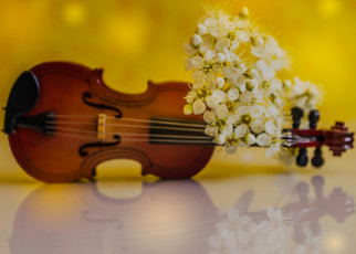 обоя музыка, -музыкальные инструменты, цветы, лепестки, скрипка, весна