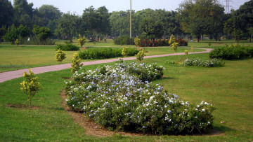 Картинка природа парк аллея цветы кусты