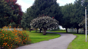 Картинка природа парк аллея кусты деревья цветы