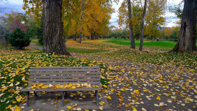 Обои картинки фото природа, парк, скамейка, деревья, осень, листопад, листва