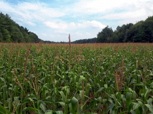 Картинка природа поля урожай кукуруза поле