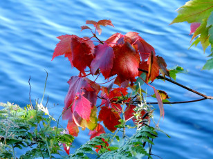 обоя природа, листья, вода