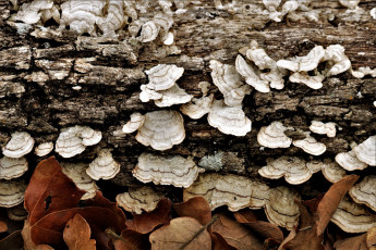 Картинка природа грибы древесные