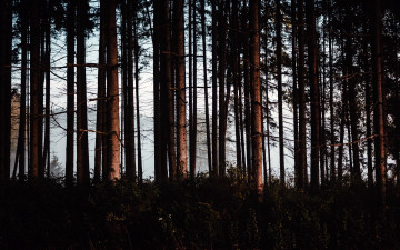 Картинка природа лес стволы