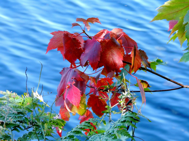 Обои картинки фото природа, листья, вода
