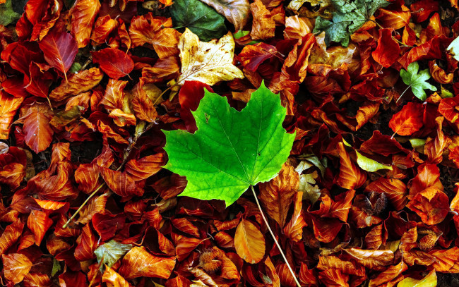 Обои картинки фото природа, листья, осень, лист, кленовый
