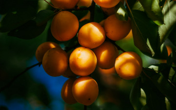 Картинка природа плоды абрикосы