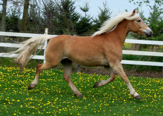 Картинка животные лошади лошадь соловая загон