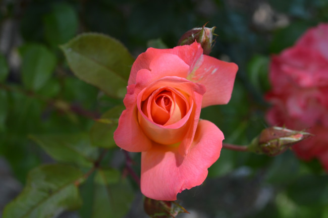 Обои картинки фото цветы, розы, розовая, роза, макро, бутон