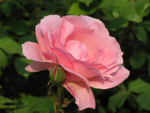 Картинка розовая роза цветы розы