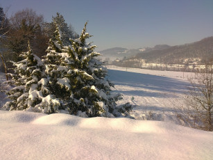 Картинка природа зима пейзаж снег ели