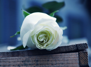 Картинка цветы розы ящик бутон белая роза