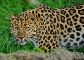 Картинка животные леопарды хищник кошка амурский леопард