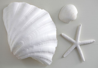 Картинка разное ракушки кораллы декоративные spa камни белый морская звезда