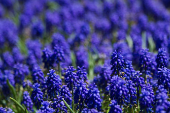 Картинка цветы гиацинты мускари синий