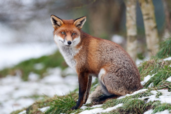 Картинка животные лисы мех рыжая