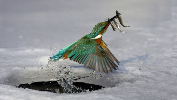 Картинка животные зимородки птица лёд рыба прорубь вода