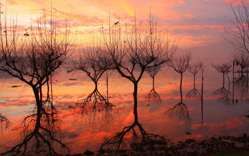 Картинка природа деревья отражение закат