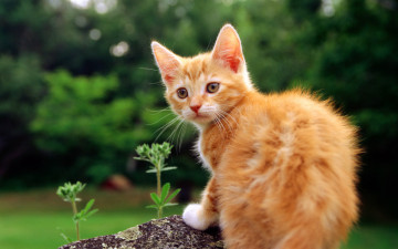 Картинка животные коты котёнок рыжий