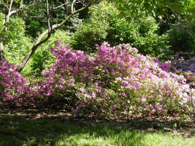 Обои картинки фото цветы, рододендроны, азалии, деревья, кусты, азалия, весна