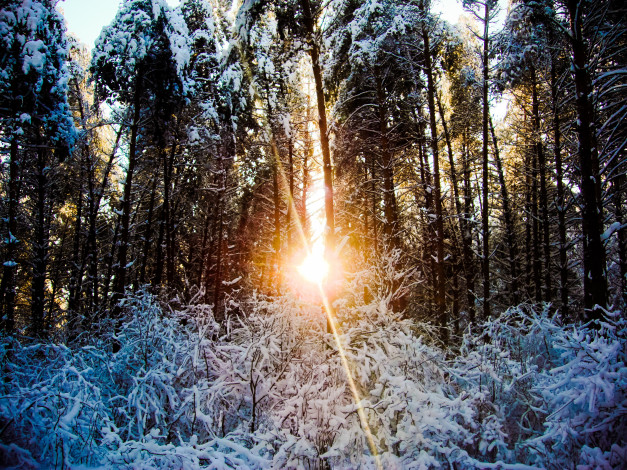 Обои картинки фото природа, зима, деревья, лес, закат, снег
