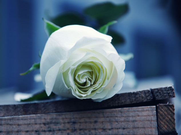 Обои картинки фото цветы, розы, ящик, бутон, белая, роза