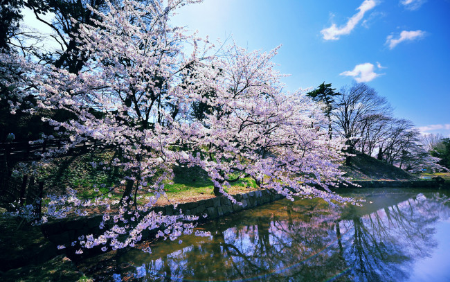 Обои картинки фото природа, парк, водоем, цветущая, сакура, весна