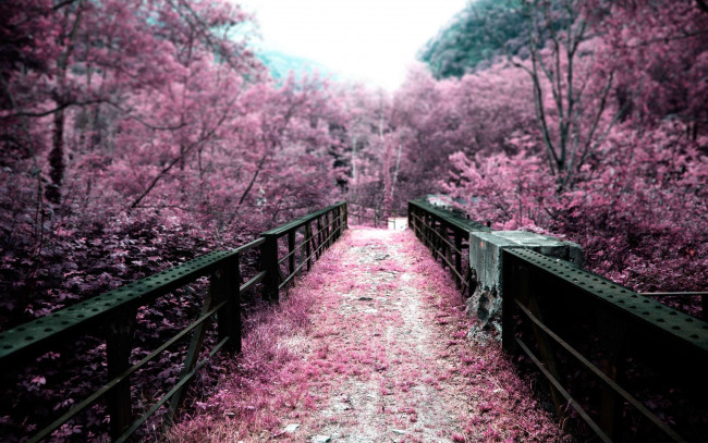 Обои картинки фото природа, парк, Япония, сакура, сад, цветы, мостик, лепестки, розовый, цвет