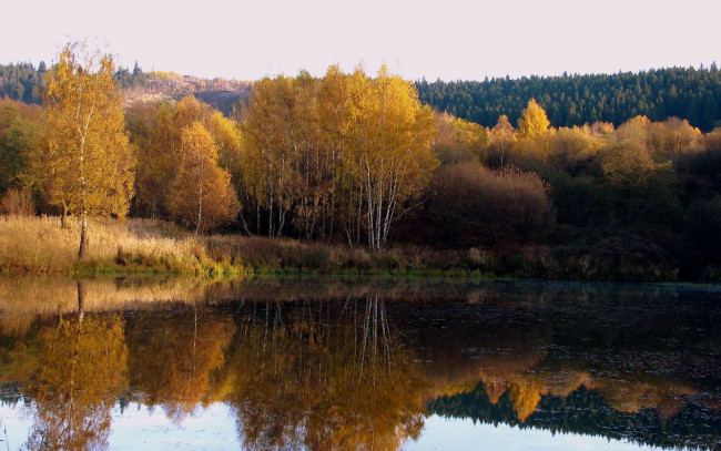 Обои картинки фото природа, реки, озера, деревья, лес, река, осень