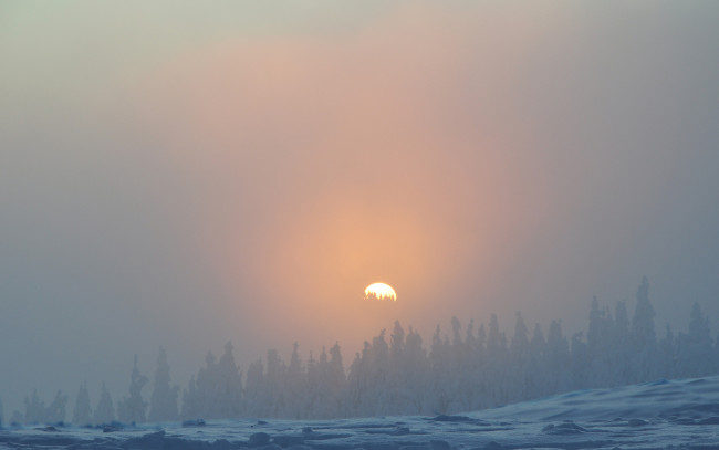 Обои картинки фото природа, восходы, закаты, деревья, лес, снег, зима, туман, небо, солнце