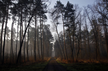 Картинка природа дороги дымка дорога лес