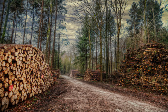 Картинка природа дороги вырубка бревна дорога просека лес