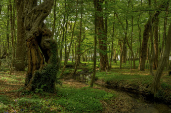 Картинка природа лес ручей