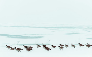 Картинка животные гуси icy snow frozen goose march