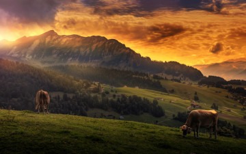 обоя животные, коровы,  буйволы, вид, обработка, пейзаж, горы, облака, небо, idyll