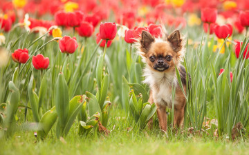 Картинка животные собаки природа тюльпаны собака
